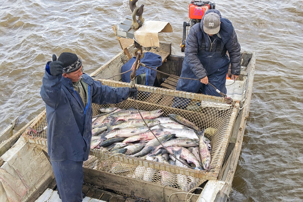 Российские рыбаки за год увеличили вылов рыбы и морепродуктов на 2%