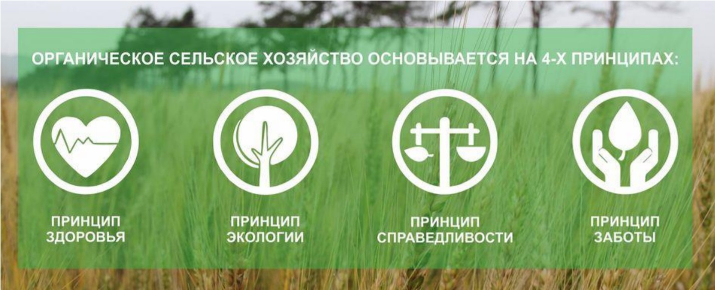 Органическое сельское хозяйство России: как построить миллиардную индустрию