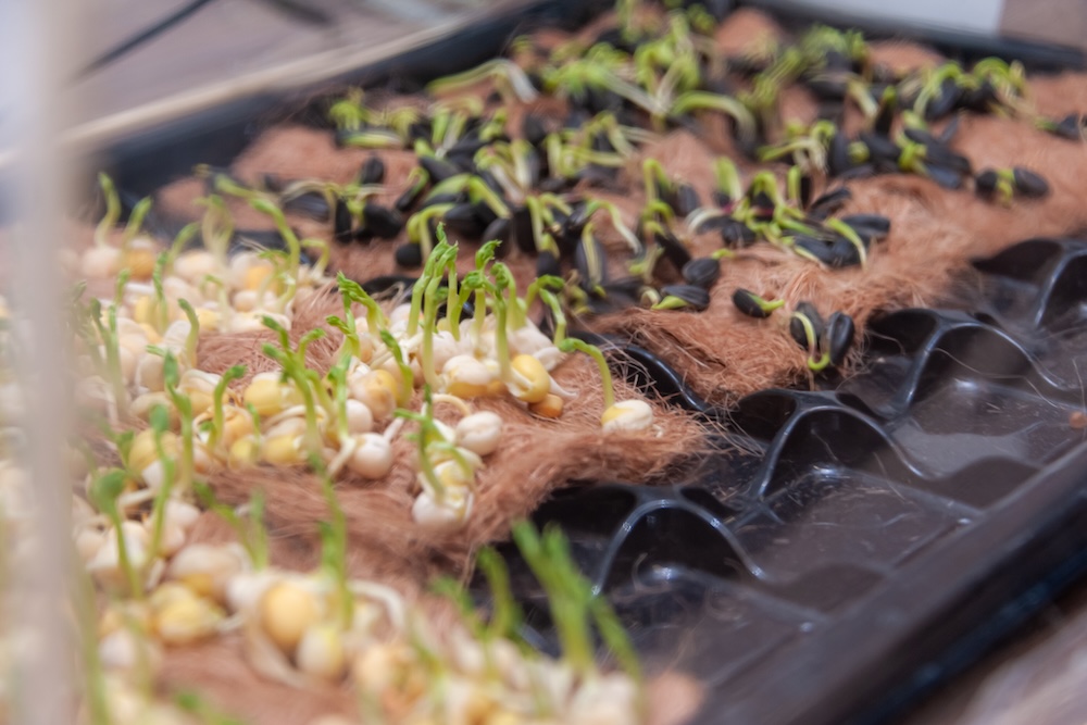 В ДГТУ прошла защита проектов акселерационной программы «Интеллектуальные технологии в АПК»