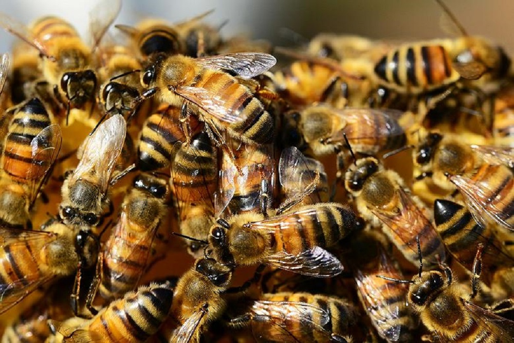 Минэкономразвития не считает себя виновным в массовой гибели пчел
